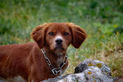 Portrait of dog standing on rock