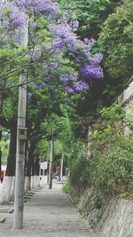 Footpath amidst plants and trees by building