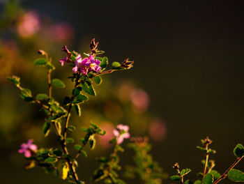 Close-up of pink flowering plant