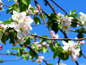 Low angle view of cherry blossoms against sky