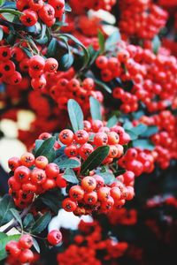 Close-up of berries growing on plant