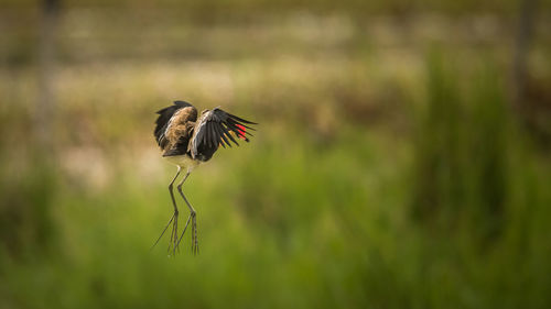 Bird flying in mid-air over field