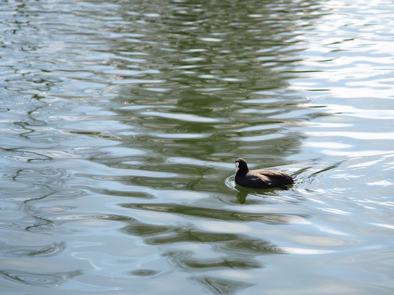 animals in the wild, animal themes, animal wildlife, swimming, bird, lake, one animal, water bird, water, waterfront, wildlife, nature, duck, day, no people, outdoors, beauty in nature