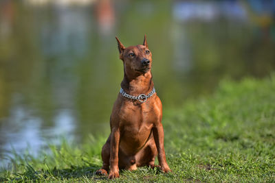 Portrait of dog on field