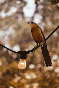 Close-up of bird perching outdoors