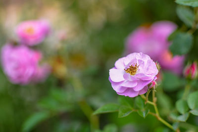 Close-up of pink rose