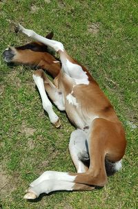 High angle view of dog resting on field