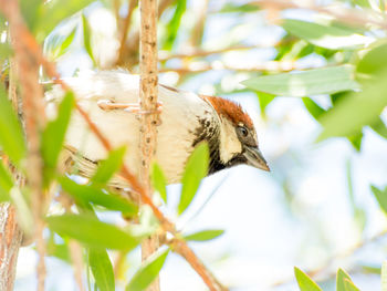 Close-up of bird perching on tree