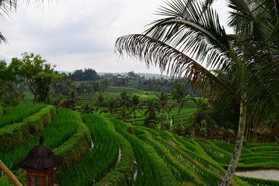 Scenic view of rice paddy against sky
