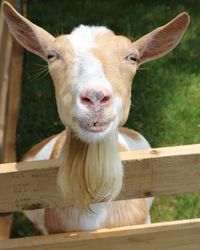 Portrait of cow on wood