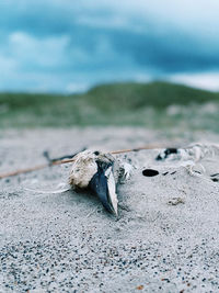 Close-up of lizard on the beach