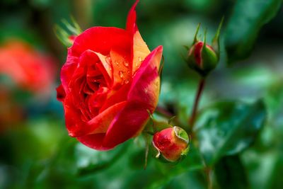 Close-up of red rose blooming outdoors