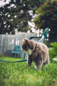 Cat on grass in back yard