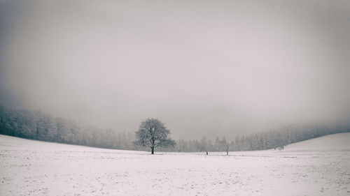 Trees on snow field against clear sky