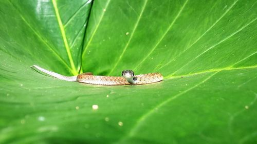 High angle view of insect on leaf