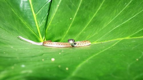 High angle view of insect on leaf