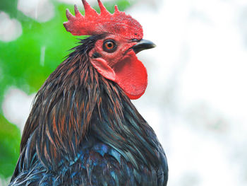 Close-up of rooster