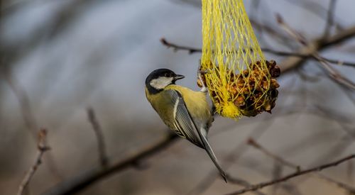 Low angle view of great tit perching on feeder