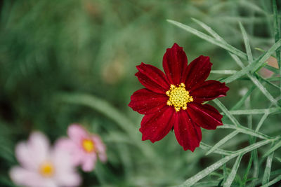 Close-up of red flower on field