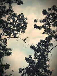 Low angle view of silhouette bird perching on tree against sky