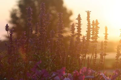 Close-up of plants growing on field against sky