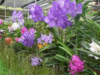 Close-up of purple flowers blooming outdoors