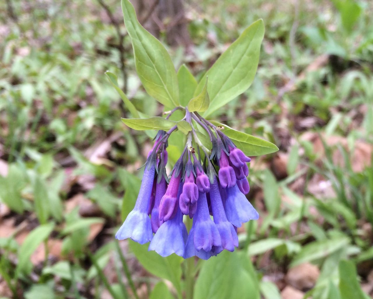 flower, petal, freshness, fragility, flower head, purple, growth, beauty in nature, close-up, blooming, focus on foreground, plant, nature, in bloom, blossom, single flower, springtime, outdoors, leaf, day