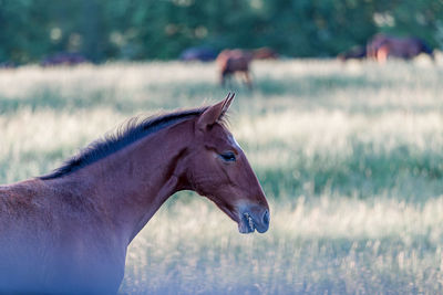 Side view of horse on field