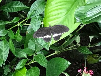 Close-up of butterfly on plant