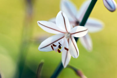 Close-up of white flowering plant