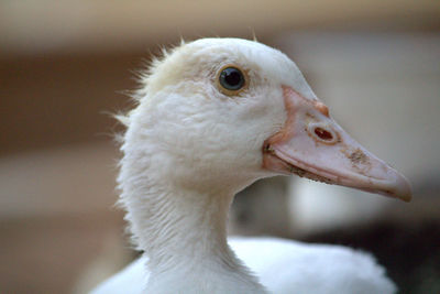 Close-up of swan