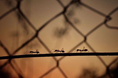 Barbed wire on chainlink fence sunset