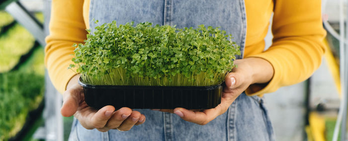 Woman holding box with microgreen, small business indoor vertical farm. close-up