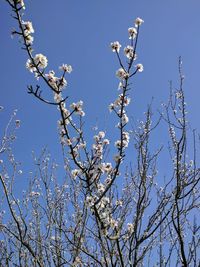 Low angle view of apple blossoms in spring against sky