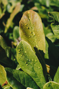 Close-up of raindrops on leaves