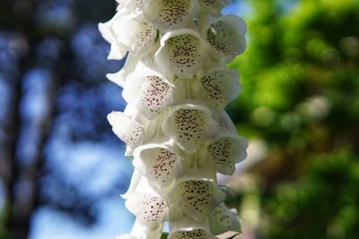 Low angle view of flowering plant