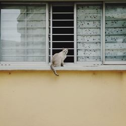 Cat on window