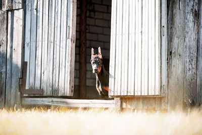 Dog looking out of built structure