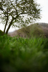 Surface level of trees on field