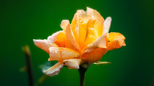 Close-up of wet orange flower