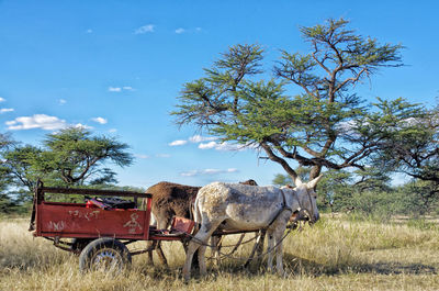 Horse cart on field against the sky