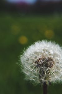 Close-up of dandelion on plant