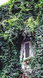 Ivy growing on tree trunk