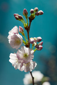 Close-up of cherry blossoms