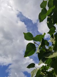 Low angle view of plant against sky