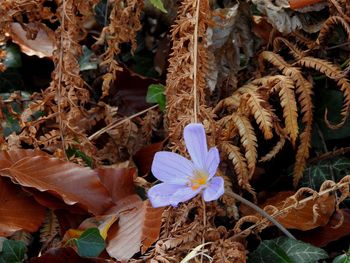 High angle view of flowers blooming on field