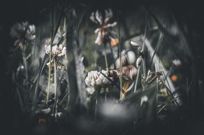 plant
