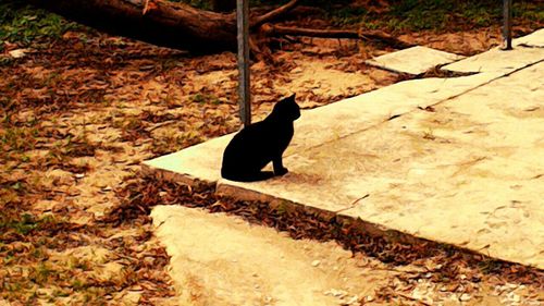 Close-up of black cat