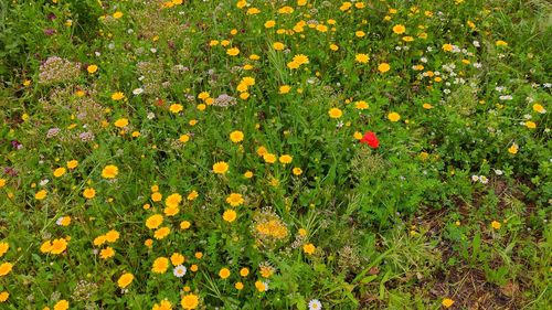 High angle view of yellow flowering plants on field