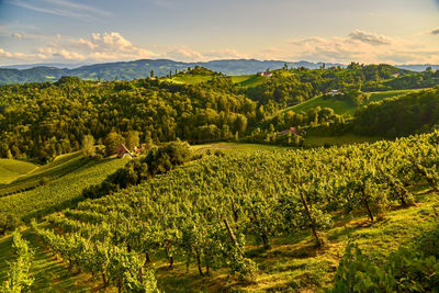 Scenic view of agricultural field against sky